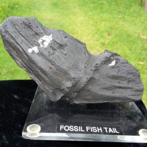 FOSSIL FISH TAIL 1