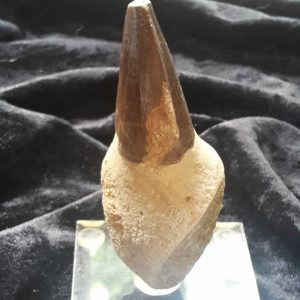 MOSASAUR FOSSIL TOOTH