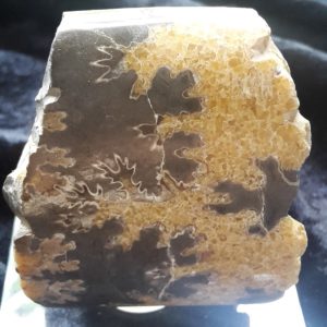 FOSSIL BACULITE
