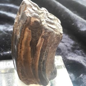 FOSSIL HORSE TOOTH LARGE